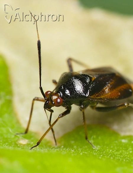Deraeocoris ruber