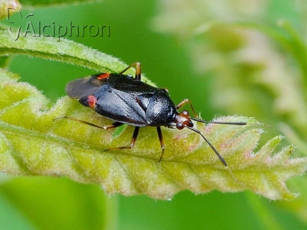 Deraeocoris ruber