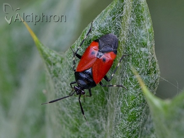 Deraeocoris rutilus