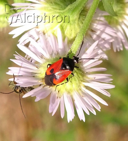 Deraeocoris rutilus