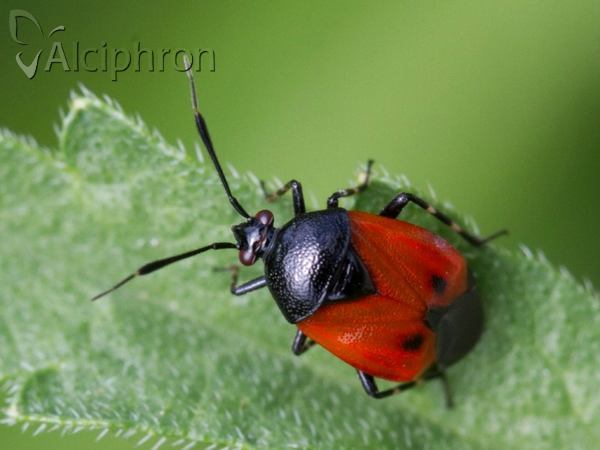 Deraeocoris rutilus