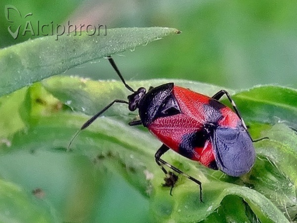 Deraeocoris rutilus