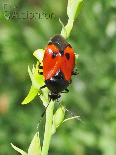 Deraeocoris rutilus