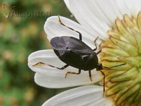Deraeocoris rutilus