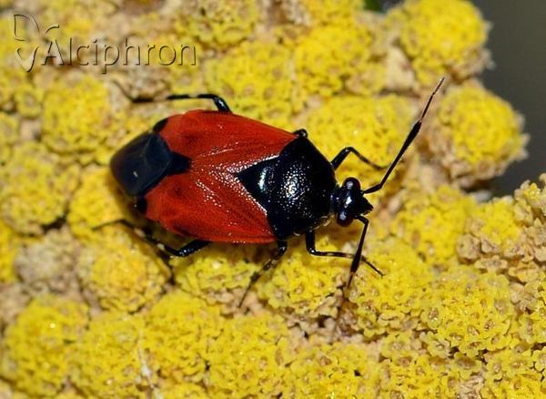 Deraeocoris rutilus