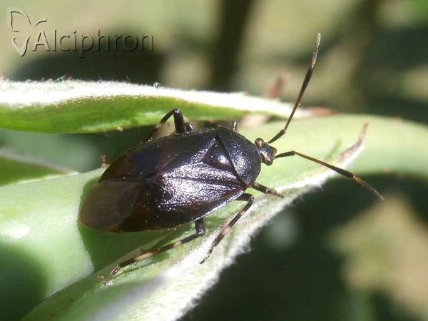 Deraeocoris rutilus