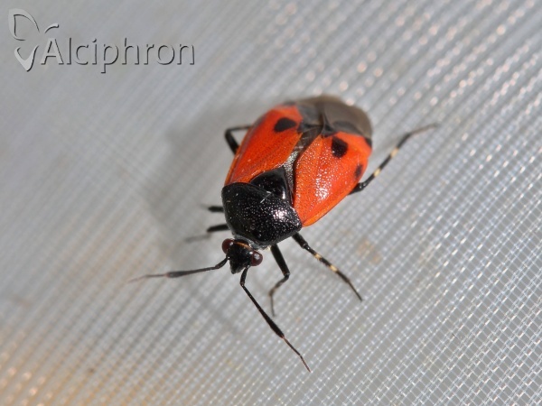 Deraeocoris rutilus