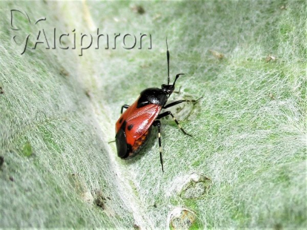Deraeocoris rutilus