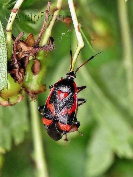 Deraeocoris trifasciatus