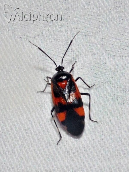 Deraeocoris trifasciatus