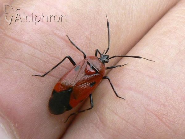 Deraeocoris trifasciatus