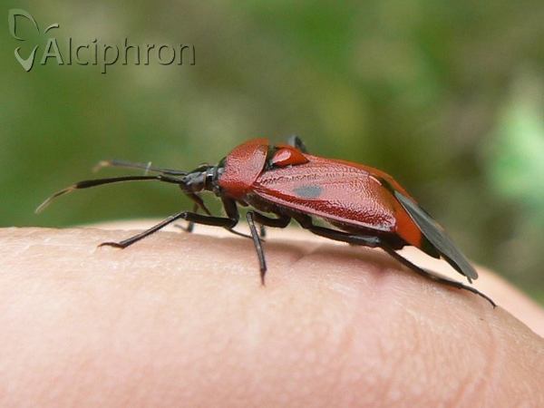 Deraeocoris trifasciatus