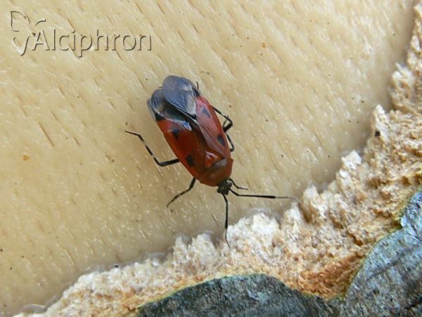 Deraeocoris trifasciatus