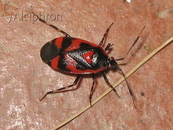 Deraeocoris trifasciatus