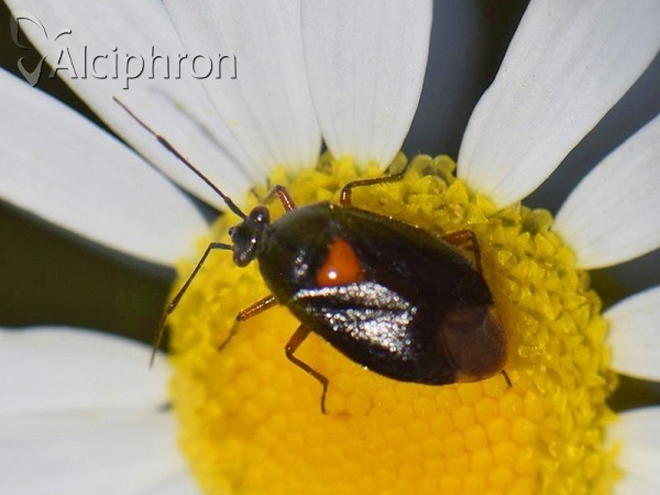 Deraeocoris ventralis