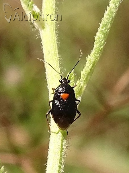 Deraeocoris ventralis