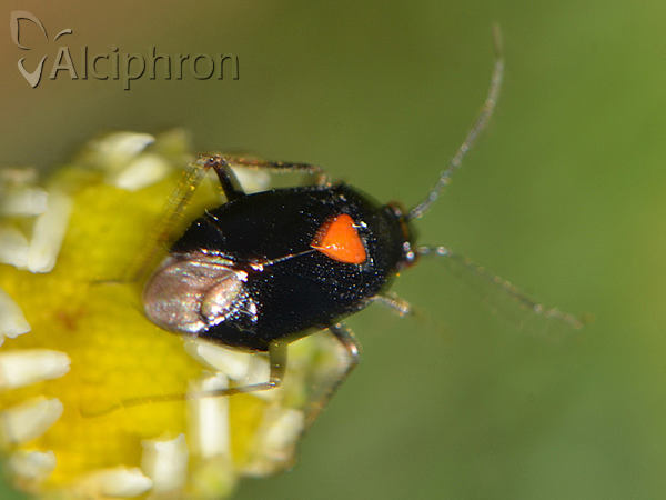 Deraeocoris ventralis