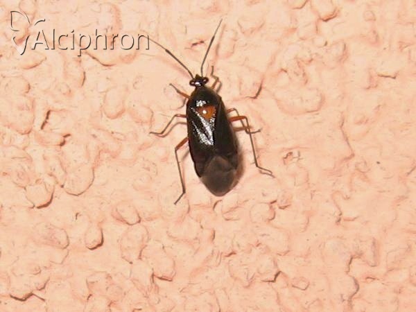 Deraeocoris ventralis