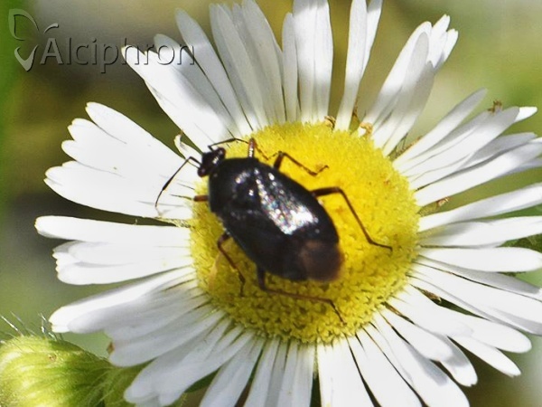 Deraeocoris ventralis