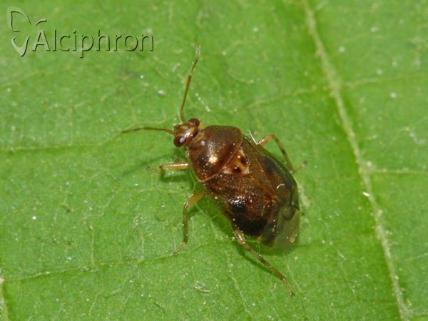 Deraeocoris lutescens