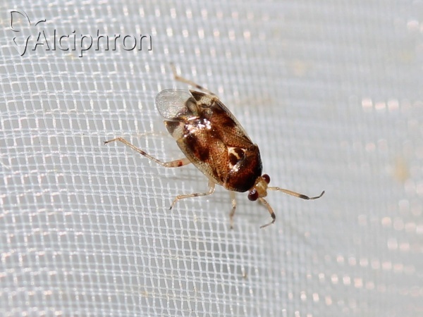 Deraeocoris lutescens