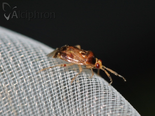 Deraeocoris lutescens