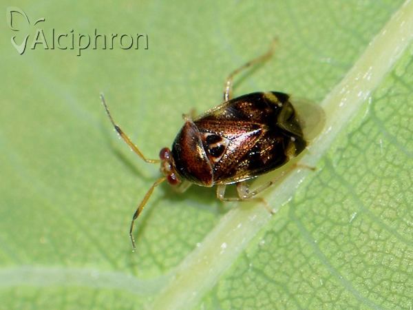 Deraeocoris lutescens