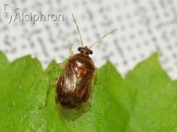 Deraeocoris lutescens