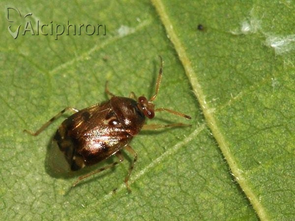 Deraeocoris lutescens