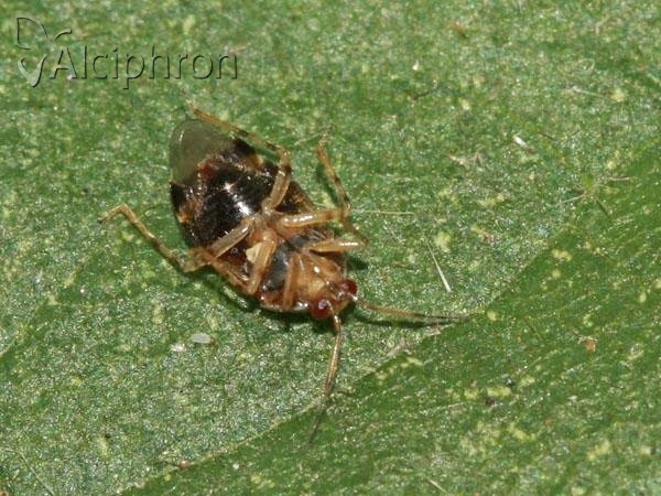 Deraeocoris lutescens