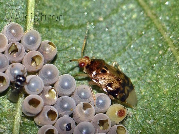 Deraeocoris lutescens