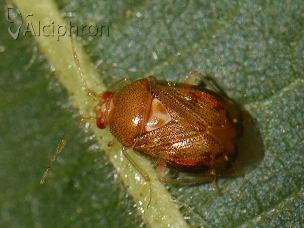 Deraeocoris lutescens