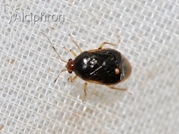 Monalocoris filicis