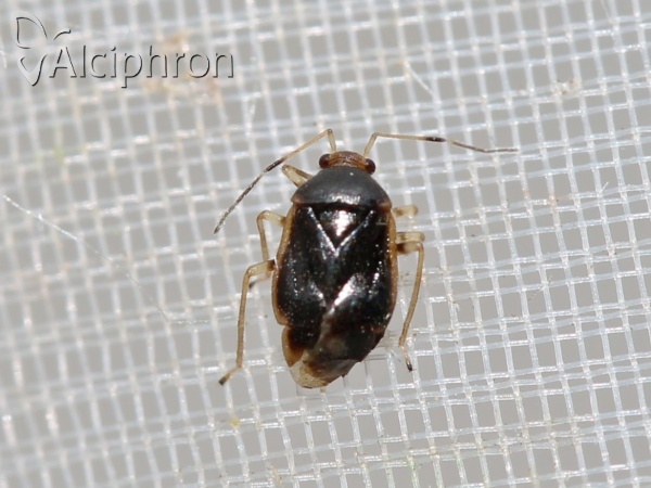 Monalocoris filicis