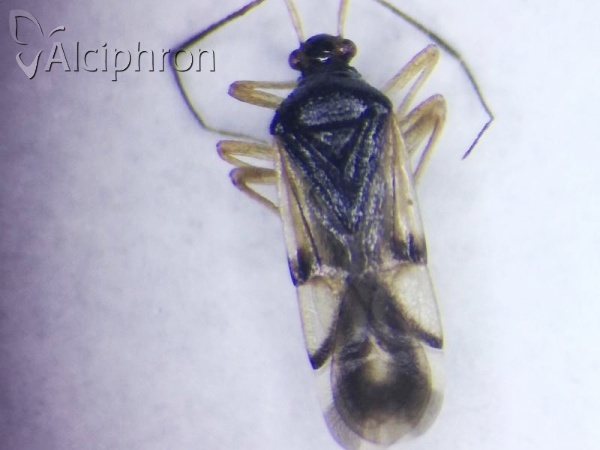 Bryocoris pteridis