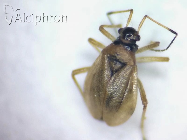 Bryocoris pteridis