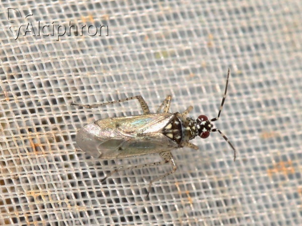 Dicyphus albonasutus