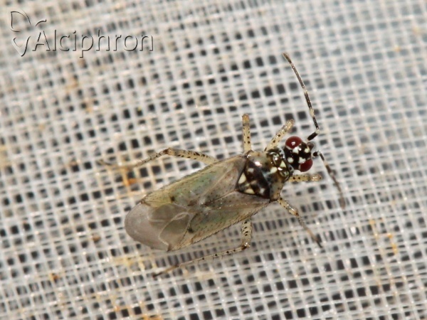 Dicyphus albonasutus