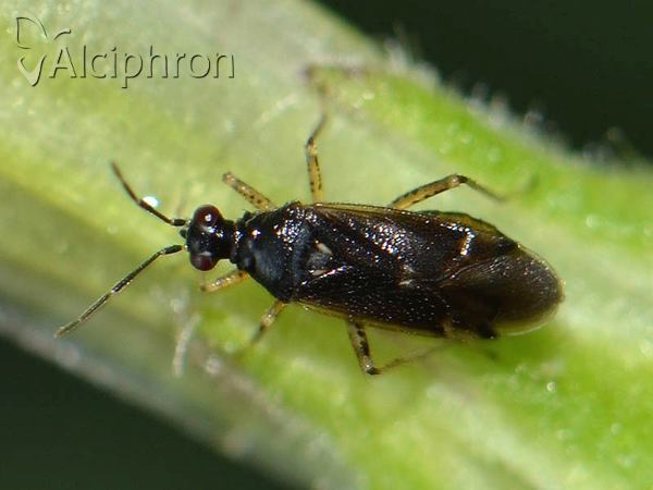 Dicyphus globulifer