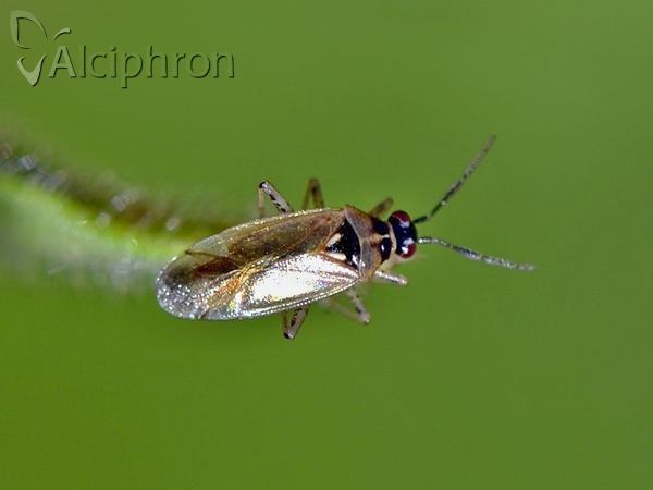 Dicyphus globulifer