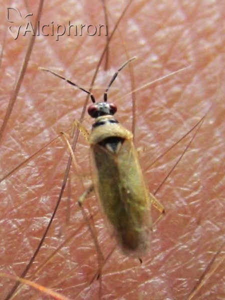 Dicyphus globulifer
