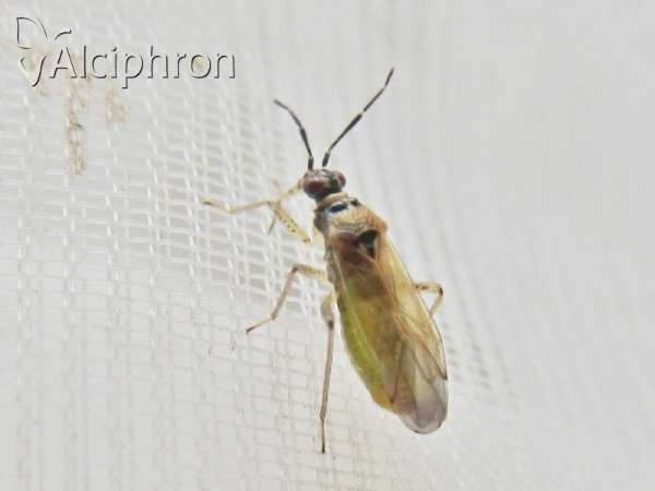 Dicyphus globulifer