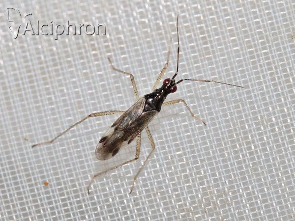 Dicyphus errans