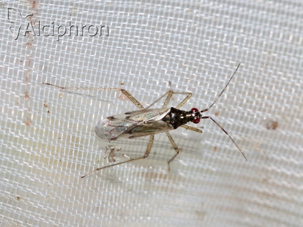 Dicyphus errans