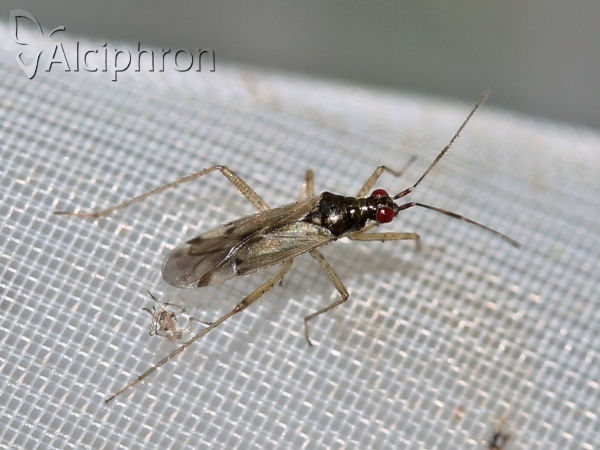 Dicyphus errans