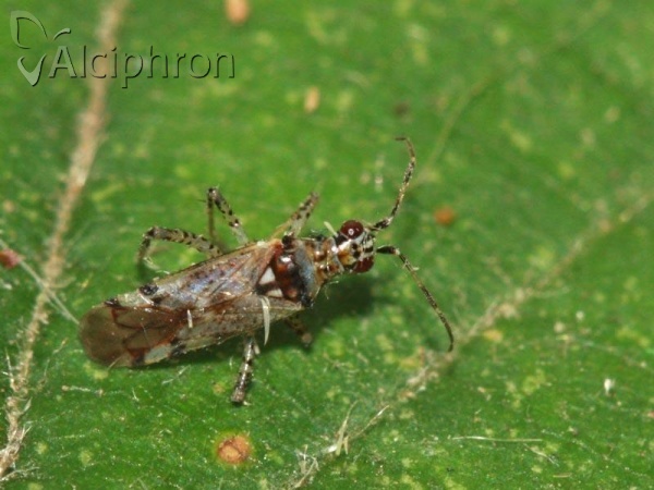 Dicyphus hyalinipennis