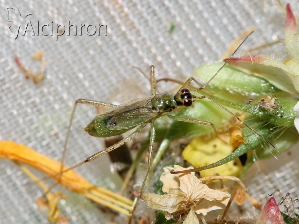 Dicyphus pallidus