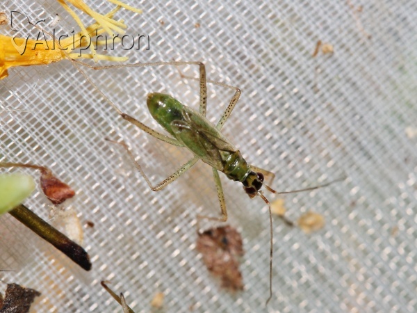 Dicyphus pallidus