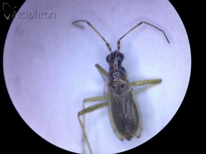 Dicyphus stachydis