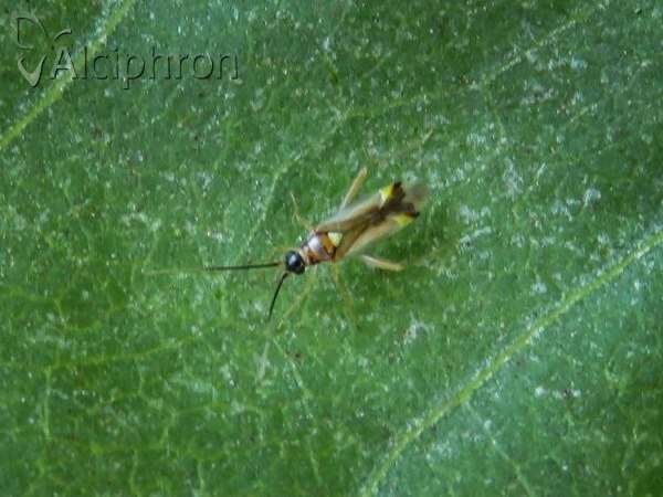 Campyloneura virgula